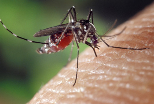 Catat! 3 Obat Malaria Diklaim Efektif, Awas Hindari Gigitan Nyamuk Anopheles