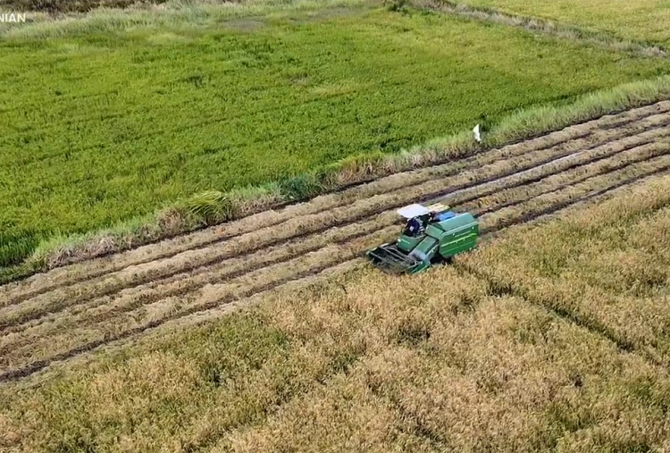 El Nino Godzilla di Depan Mata, Mentan: Tidak Separah Tahun 2015