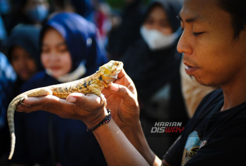 Hewan reptil bad dragon (Bearded Dragons) dibawa oleh kelompok pecinta satwa saat Hari Bebas Kendaraan Bermotor atau 