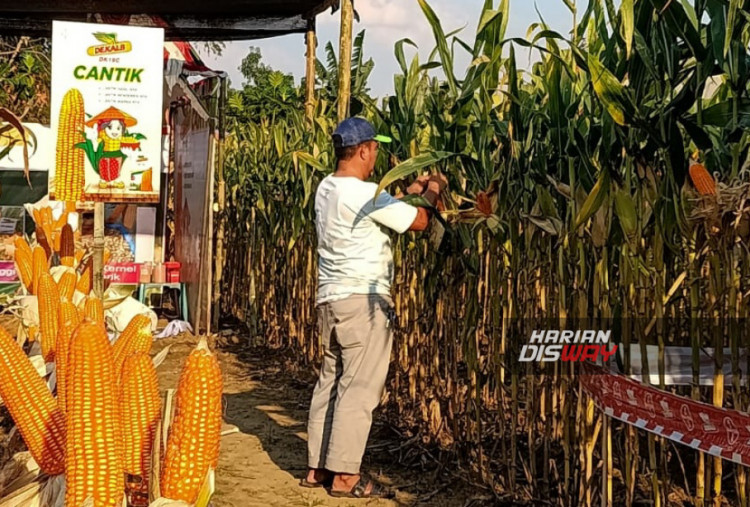 Petani mengamati lahan demplot benih jagung hibrida Dekalb DK19C di Ponorogo, Jawa Timur. Inovasi benih dan pendampingan budidaya Bayer mendukung potensi hasil panen mencapai 10–12 ton per hektare.