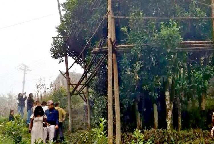 Harian Disway di China International Press Communication Center (CIPCC) (86): Menembus Kabut ke Pohon Teh Tua