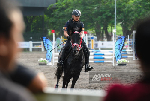 Atlet berkuda mengendalikan kudanya melompati rintangan saat berlatih menjelang Jumping Master 2024 di Kenpark Equeatrian Complex, Surabaya, Jawa Timur, Rabu, 28 Februari 2024. 

Kompetisi Jumping Master 2024 itu diikuti sekitar 124 ekor kuda dari 21 klub tersebut digelar pada 29 Februari hingga 3 Maret 2024. Dengan sejumlah kategori yang diadakan, mulai dari kategori pemula hingga profesional, kompetisi ini memberikan kesempatan bagi semua kalangan untuk berpartisipasi dan menunjukkan kemampuan terbaik mereka dalam dunia jumping. (Julian Romadhon/Harian Disway)

