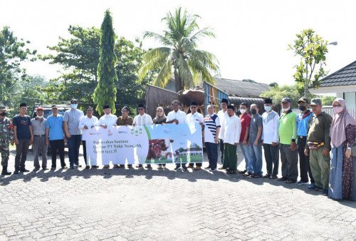 MIND ID PT Bukit Asam Tbk Salurkan 100 Eko Sapi Kurban