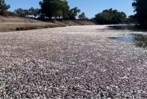 Jutaan Ikan Mati di Australia, Cuaca Pengaruhi Kadar Oksigen Air