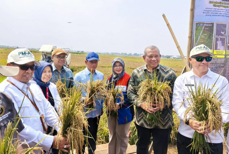 Bertahan Hadapi El Nino dan Lahan Salin, BRIN-PGN-Pemkab Batang Panen Raya 166,5 Ton Padi Biosalin