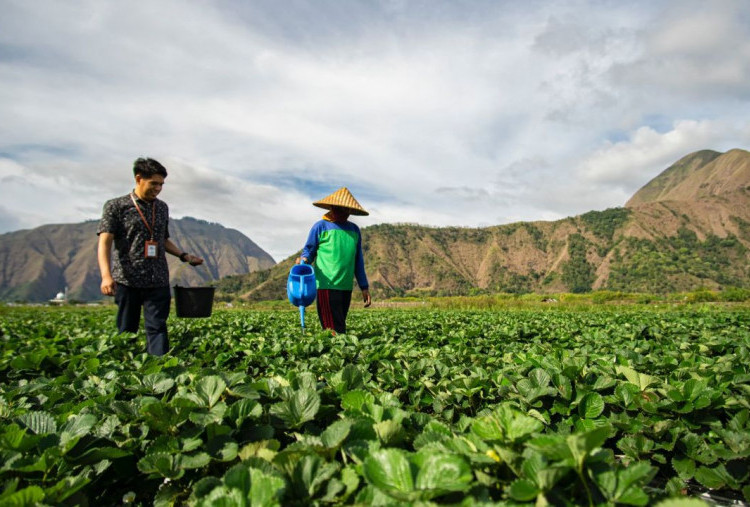 Dukung UMKM, BRI Salurkan Rp 27,72 Triliun untuk KUR di Awal 2025