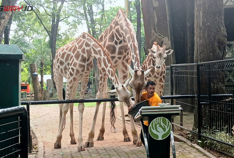 Teguh Setyabudi Beri Nama Baby Jerapah Rajaka, Artinya Ragunan Jakarta