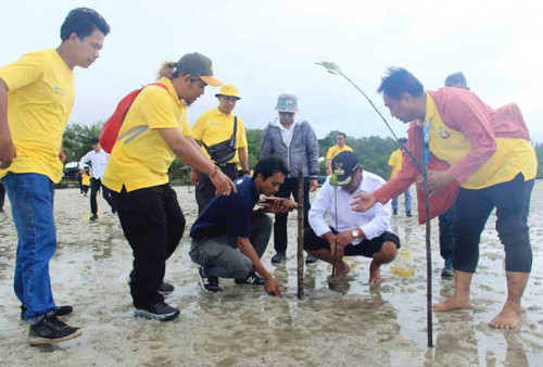 IPC Tanjungpandan Tanam Mangrove dan Rehabilitasi Terumbu Karang Bersama Pokdarwis Desa Terong