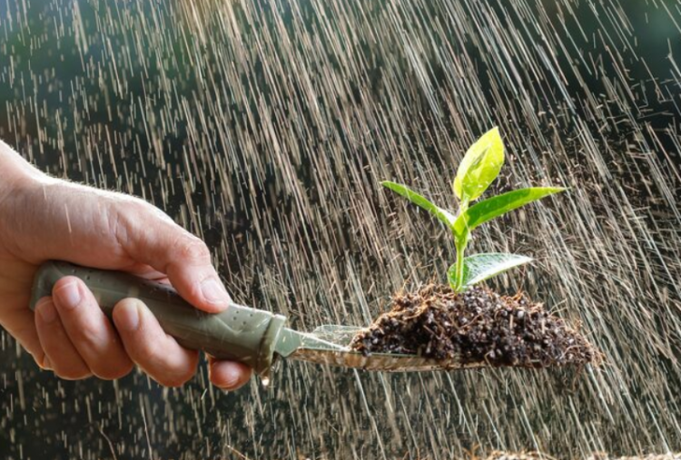 7 Tumbuhan yang Cocok Ditanam Saat Musim Hujan dan Cara Merawatnya di Rumah