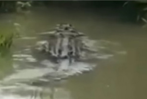 Penampakan Buaya 'Raksasa' Diduga Muncul di Perairan Kotabaru, Netizen: yang di 'Darat' Lebih Berbahaya