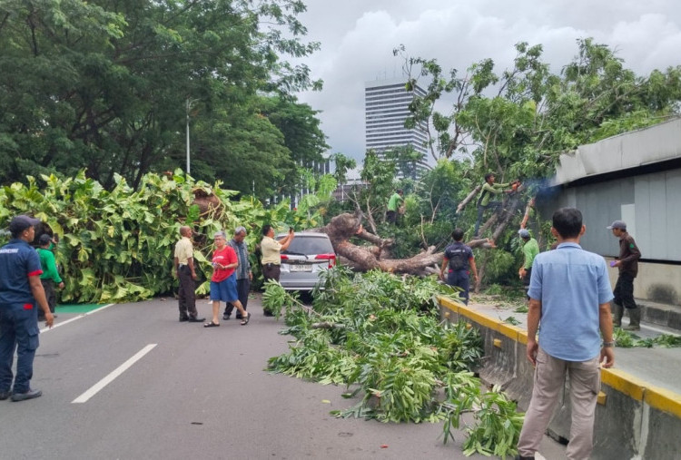 Ratusan Penumpang MRT Sempat Terjebak Dalam Rangkaian Kereta Saat Pohon Tumbang