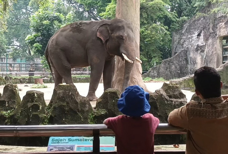 Ragunan Tetap Jadi Primadona Wisata Murah Saat Libur Natal, Warga Bogor Rela Datang Dari Pagi