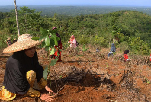 Telkom Dukung Pemulihan 82,1 Ha Lahan Kritis Melalui Reboisasi, Tanam 33.800 Bibit Pohon di 4 Provinsi Sepanjang 2023