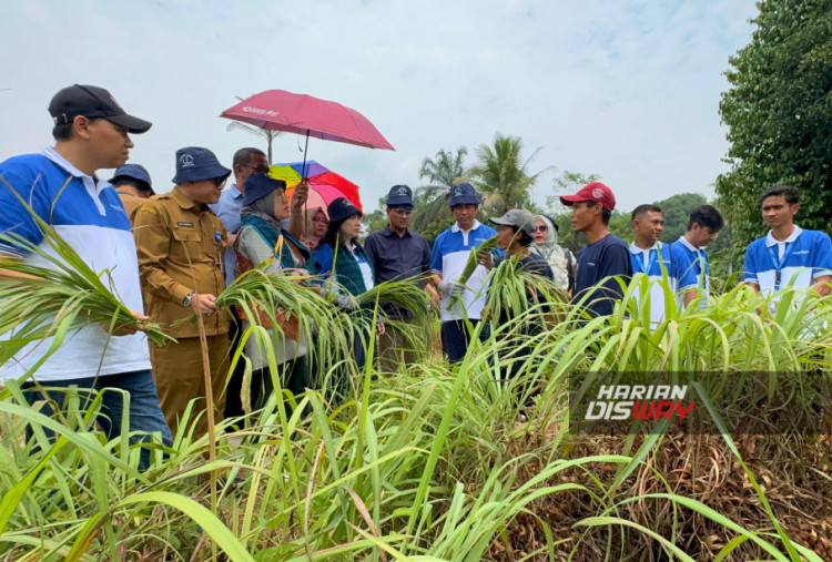 Reni Yanita menyampaikan apresiasinya kepada Yayasan Astra yang dinilai konsisten mendampingi petani dan pelaku IKM serai wangi di Lebak. Ia menilai pembinaan mulai dari budidaya, hilirisasi, penyulingan, hingga manajemen usaha patut dijadikan contoh bagi pengembangan sektor IKM di berbagai daerah.
