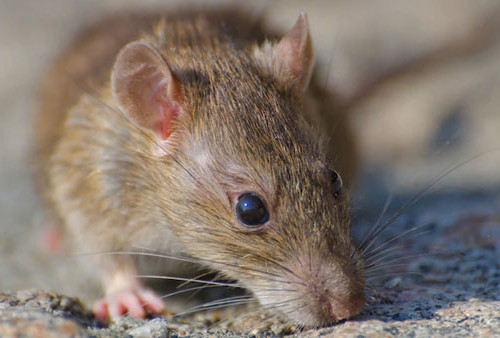 Bahaya Kencing Tikus Saat Musim Hujan, Bikin Nyawa Melayang