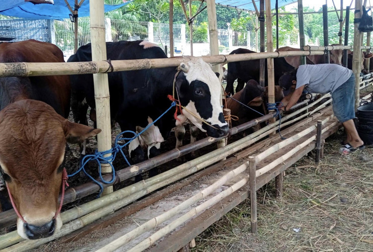 77.436 Hewan Kurban Bakal Disembelih di Jakarta, DLH Waspadai Pencemaran Lingkungan