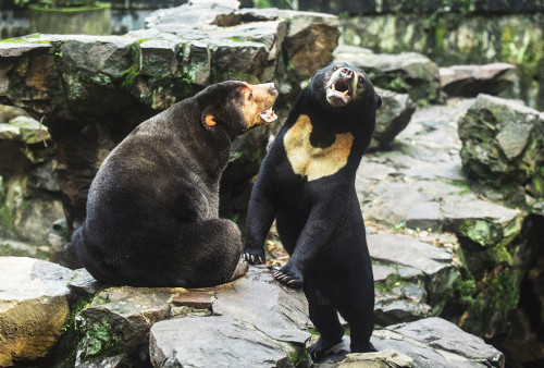 Beruang Madu di Tiongkok Disangka Orang Berkostum