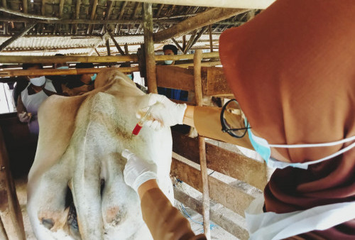 Antisipasi PMK, DKP3 Kota Cirebon Tingkatkan Pengawasan Terhadap Hewan Ternak