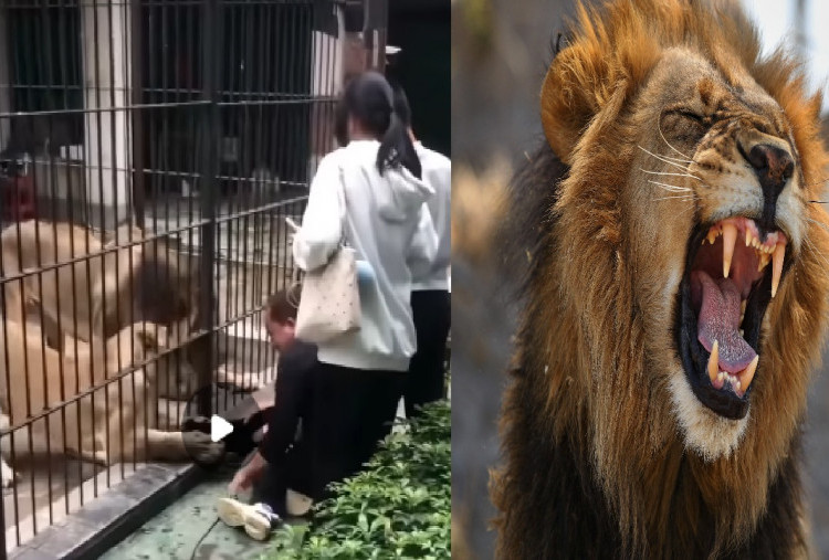 Detik-detik Mencekam! Gadis Kecil Nyaris Diseret Singa di Kebun Binatang Shantou, Nyaris Tak Selamat