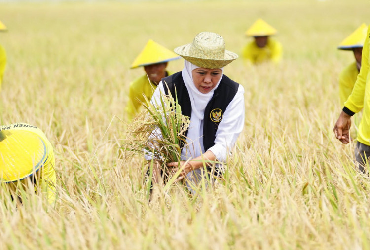 Khofifah Dukung Swasembada Pangan Nasional, Siap Wujudkan Janji Kampanye Tingkatkan Produksi Beras di Jatim