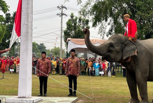 Unik, 3 Ekor Gajah Sumatera Jadi Petugas Pengibaran Bendera Merah Putih
