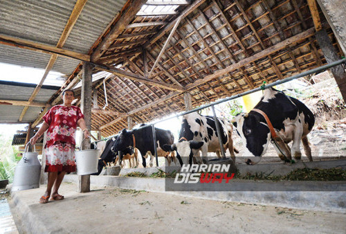 Jatim Kejar Target Produksi Susu Melalui Kemitraan Inti Plasma dan Impor Sapi Perah