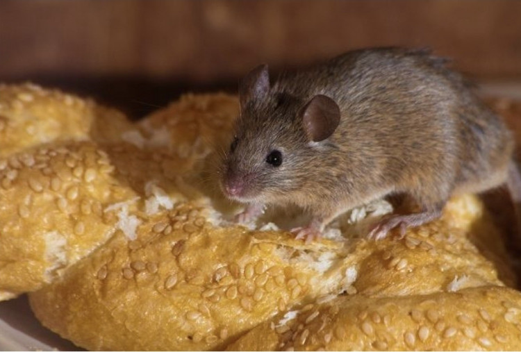 Apakah Penyakit Leptospirosis Menular Antar Pengidap? Begini Penjelasan Dokter