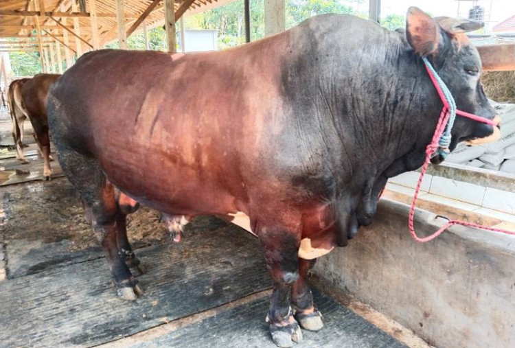 Keluarga Bung Karno Kurban Sapi Untuk Masyarakat Blitar
