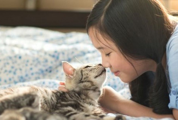 Waspada 5 Pembunuh Senyap pada Kucing, Deteksi Dini Selamatkan Anabul