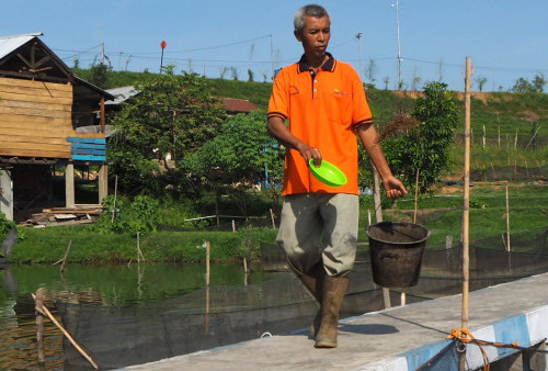 Berdayakan Masyarakat, PTBA Ubah Lahan Bekas Tambang Jadi Tambak Ikan