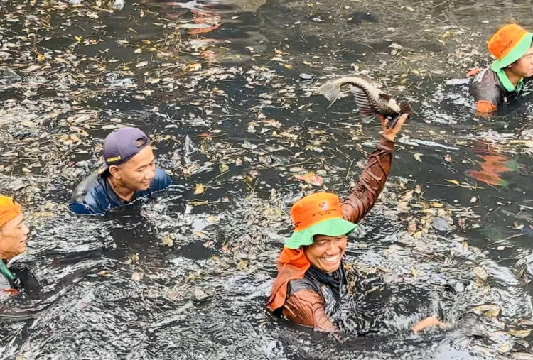 Jakarta Darurat Ikan Sapu-sapu, Pramono Perintahkan Tim Pemburu Tangkap Berkala