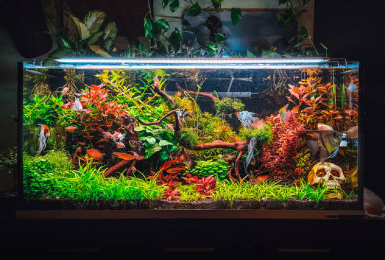 5 Jenis Ikan Hias Kecil Populer untuk Aquascape