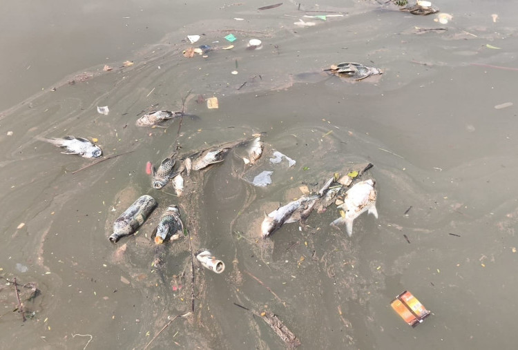 Gawat! Ikan Sungai Cisadane Tercemar Pestisida, Dikonsumsi Warga Malah Bikin Pusing