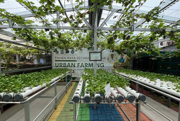Dari Lahan Tidur Jadi Kebun Produktif Bentuk Kemandirian Warga, 3 Urban Farming di Timur Jakarta