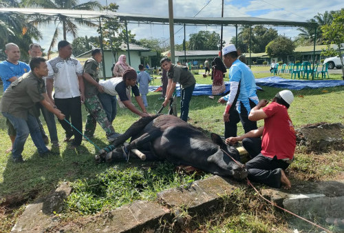 Idul Adha, Kodim 0405/Lahat Sembelih 5 Sapi dan 10 Kambing