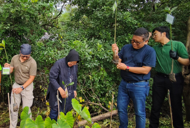 Rocky Gerung ,Risma dan Hasto Sekjen PDIP Tanam Mangrove di Gununganyar Surabaya 