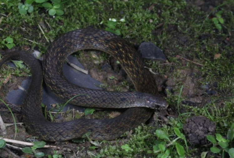 Ilmuwan Temukan Spesies Ular Baru di Kawasan Hujan Tiongkok Barat