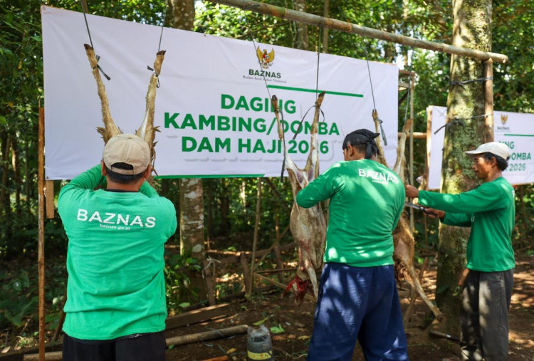 BAZNAS Salurkan 1.240 Kambing Dam Jemaah Haji 2026 untuk Mustahik di Berbagai Provinsi