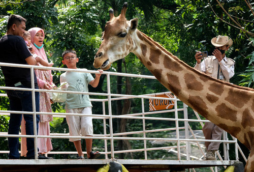 Night Zoo Surabaya Buka di Libur Lebaran, Ini Konsep dan Harga Tiketnya
