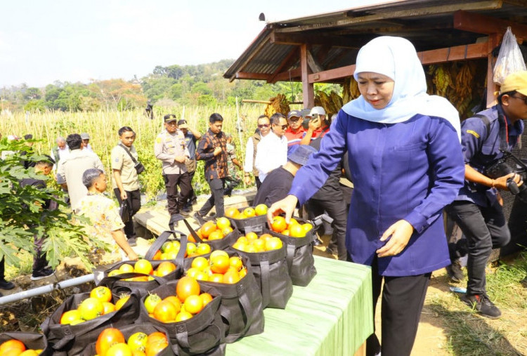 Jaga Stabilitas Harga, Gubernur Khofifah Minta Bupati dan Wali Kota Serap Tomat Petani 