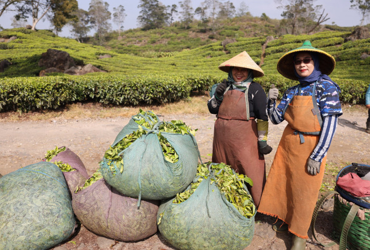 Dari Teh hingga Agrowisata, Dana Bergulir LPDB Perkuat Bisnis Puskopkar PTPN VIII