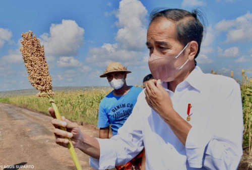 Sembilan Negara Stop Ekspor Gandum , Jokowi Siapkan 154 Ribu Hektar Lahan Sorgum