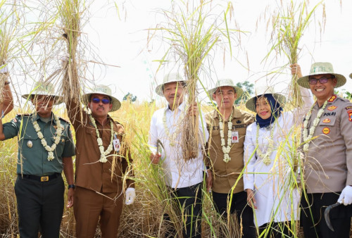 Panen Raya Padi di Kabupaten Barito Kuala, Baznas Dorong Kemandirian Ekonomi Petani di Kalsel