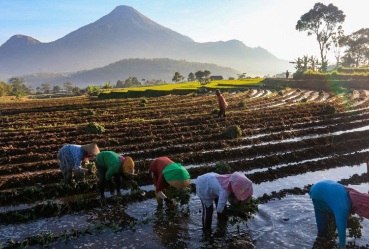 KUR BRI Tembus Rp 83,38 Triliun, Sektor Pertanian Paling Terbantu