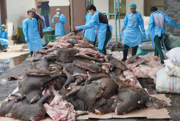 Barantin Banten Gagalkan Penyelundupan Daging Celeng Seberat 2,9 Ton