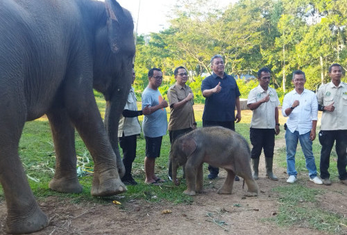 Kabar Gembira! Bayi Gajah Jantan Lahir di Lembah Hijau