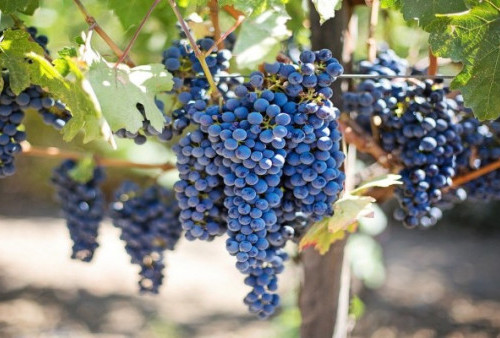 5 Manfaat Kesehatan Konsumsi Buah Anggur, Nomor 5 Paling Dibutuhkan Nih!