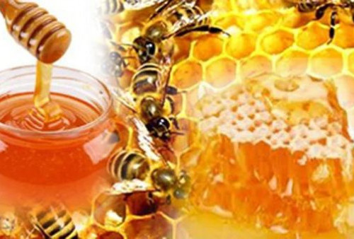 Hari Kanker Sedunia 2026, Madu Herbal Kombinasi Temulawak, Daun Kelor, dan Meniran Kaya Antioksidan