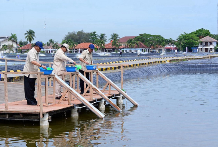 Presiden Prabowo Tinjau Tambak Ikan di Karawang, Dorong Sektor Perikanan Wujudkan Swasembada Pangan