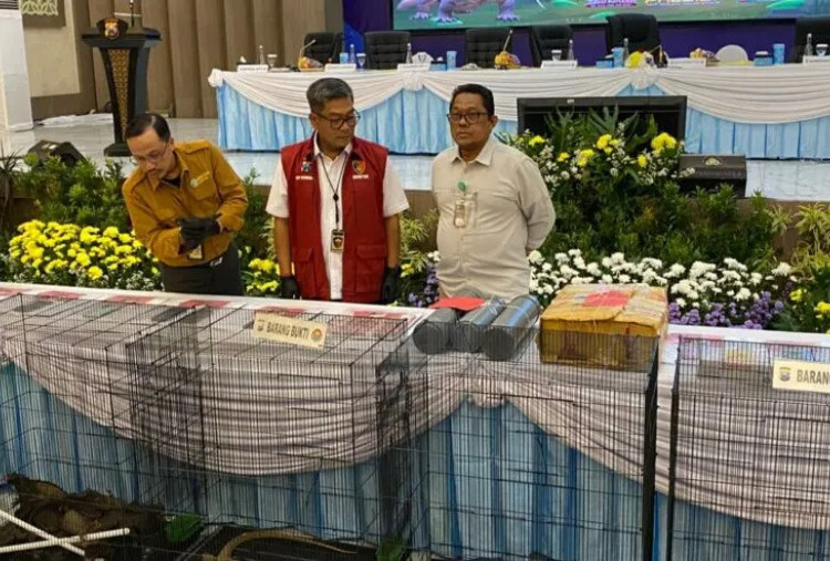 Polda Jatim Bongkar Penyelundupan Komodo di Tanjung Perak, Enam Tersangka Diamankan
